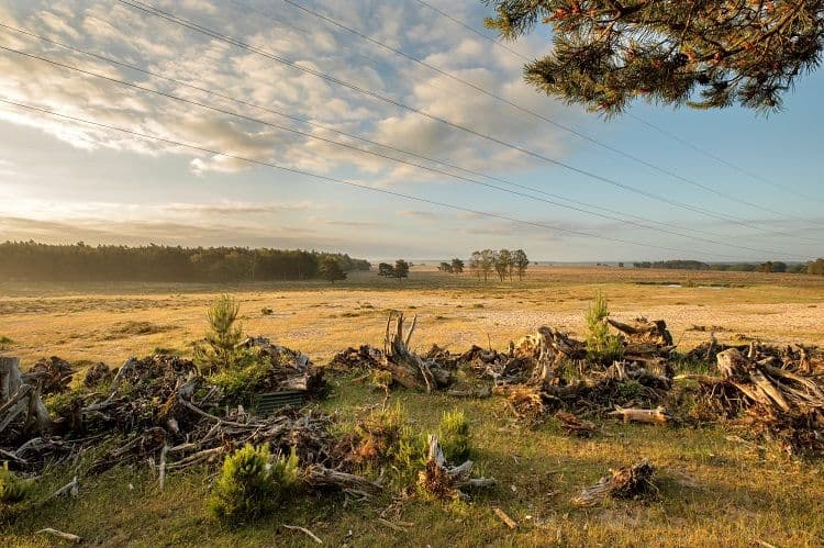 stikstof in de natuur