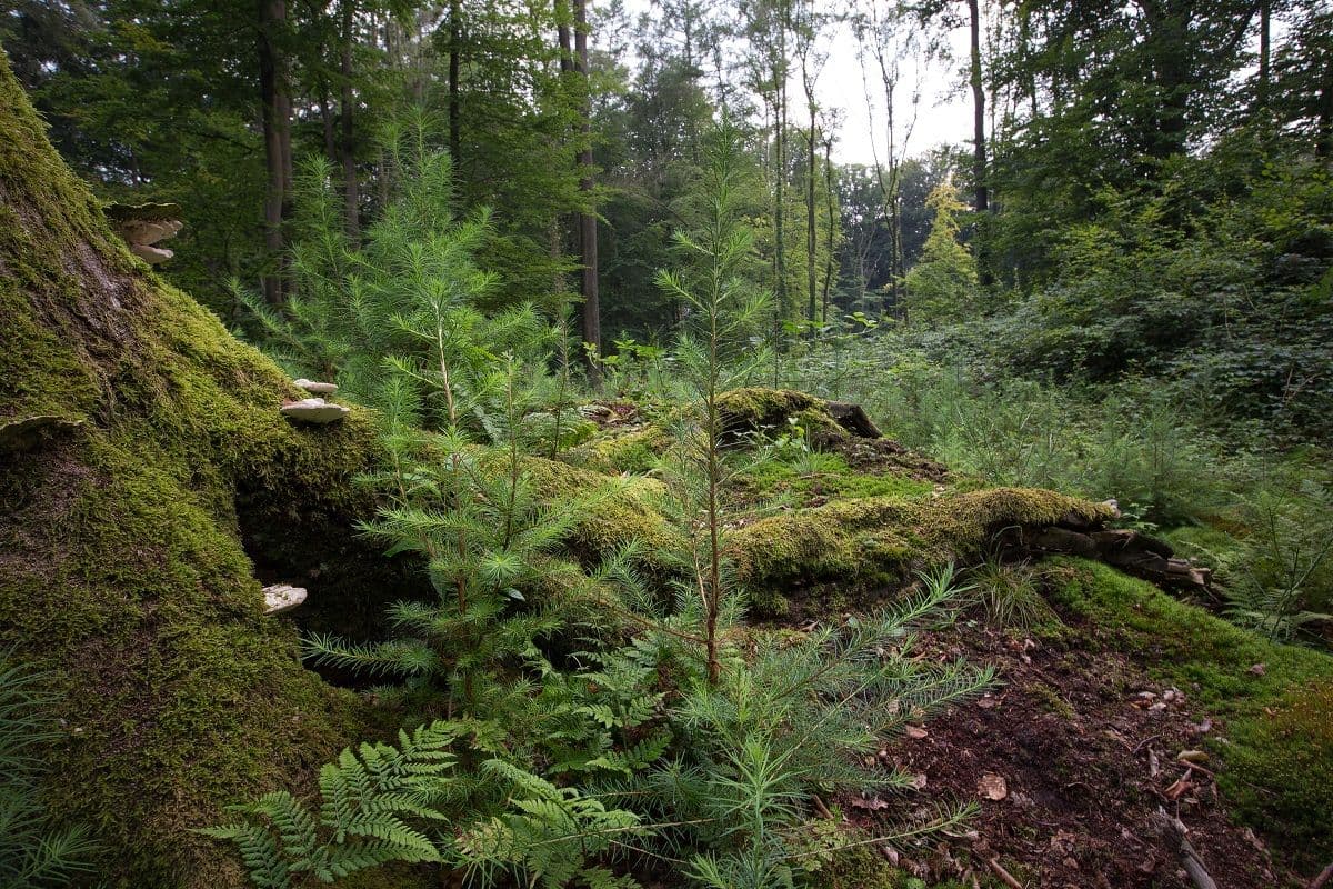 Bos met mos